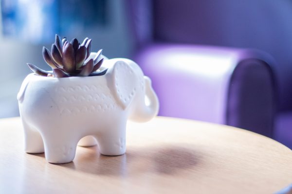 white elephant on table