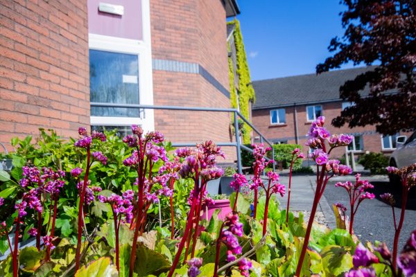 close up of purple flowers outside building