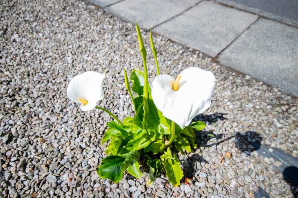 Close-up of white flowers with green foliage on gravel ground